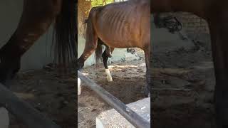 Horse peeing | #horsetoilet #shorts #viral #horse