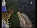 Cat versus Dolphin