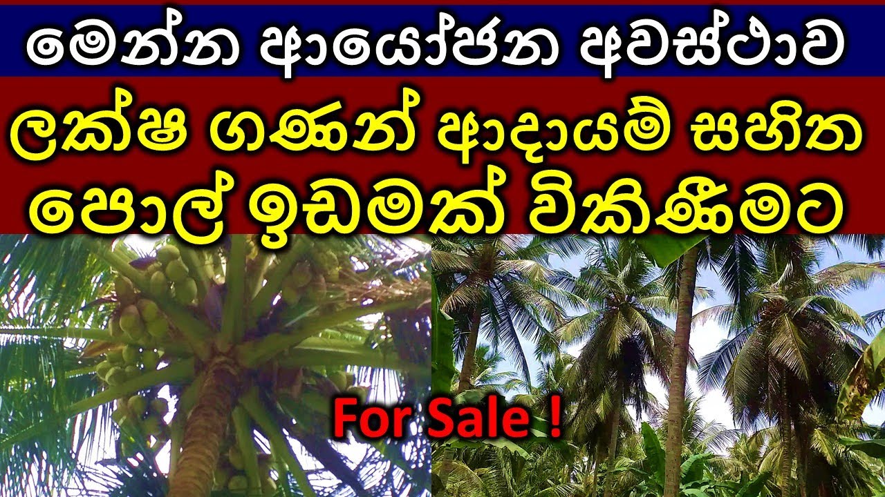 Coconut land for sale Land sale in Sri Lanka Wikunana idam