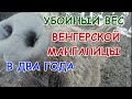 Пробуем венгерскую мангалицу // первый "отъезд" хрюшки. Венгерская мангалица вес на момент забоя.