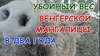 Пробуем венгерскую мангалицу // первый &quot;отъезд&quot; хрюшки. Венгерская мангалица вес на момент забоя.