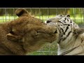 Lion + White Tiger = True Love