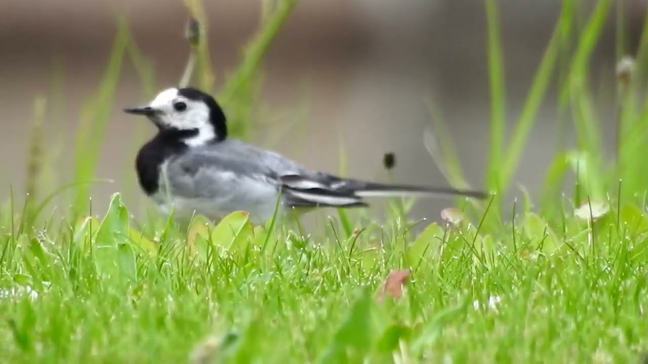 Hvid Vipstjert på Kronborg / White Wagtail at Kronborg