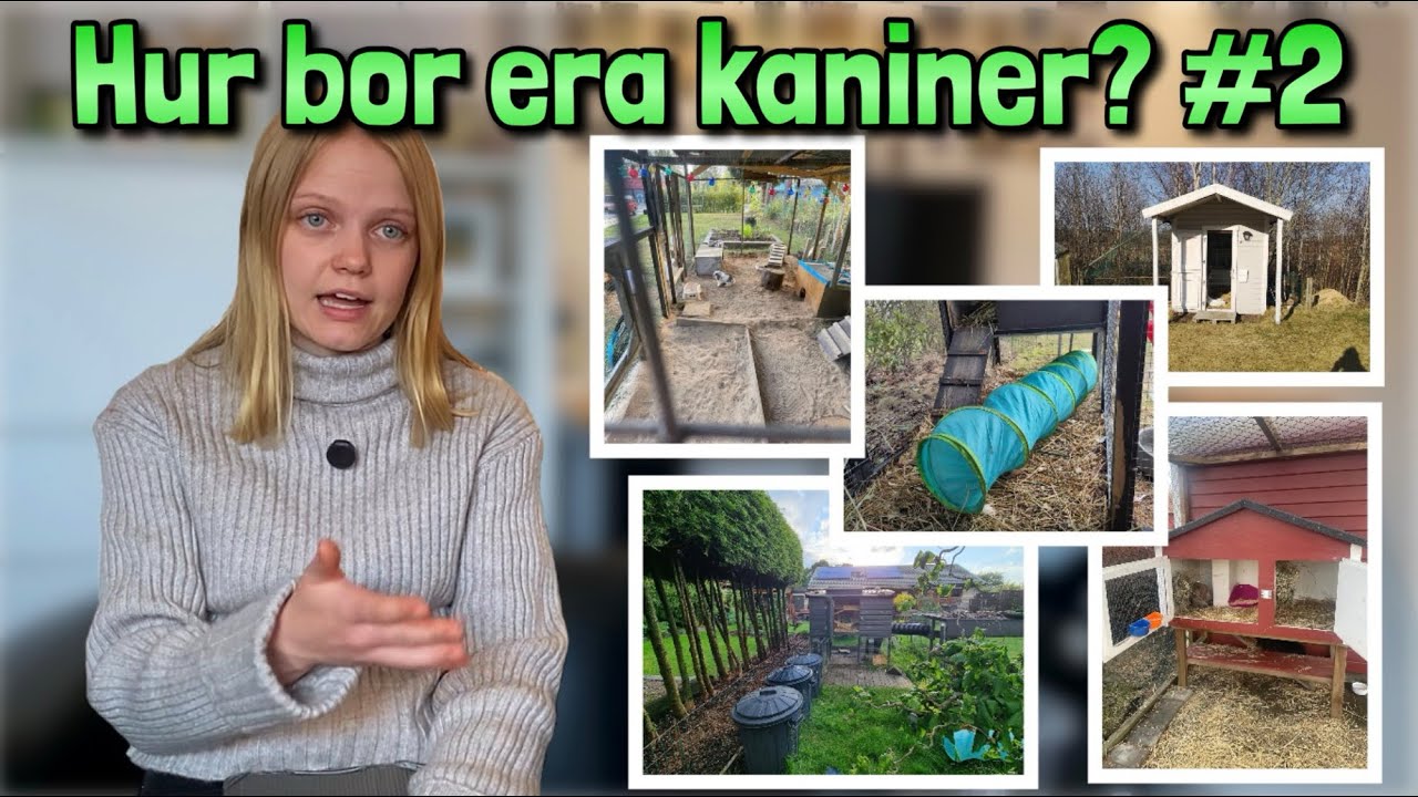 Reagerar på hur ERA kaniner bor #2