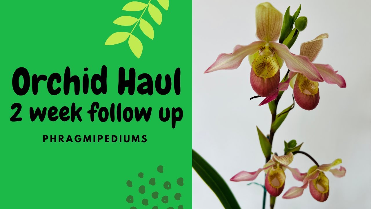 Phrag Haul 2 недели наблюдения