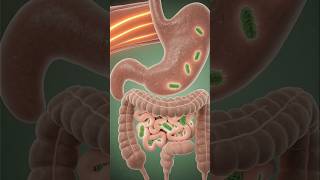 Inside the Gut microbiome activation of mulberries - science 3D motion #short #shorts #shortvideo