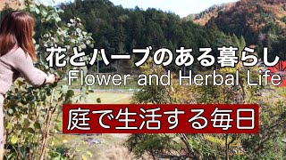 【ガーデニング】セージビネガー飲む｜アップルサイダービネガーでセージビネガー作り|エシャレット｜庭のユーカリでクリスマスリース作り｜ストックとベビーリーフの種蒔き【花とハーブのある暮らし】