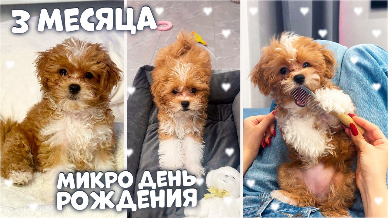 Моему Щенку 3 МЕСЯЦА 🥳 Учим КОМАНДЫ ✅ ФУ / СИДЕТЬ / ЛЕЖАТЬ