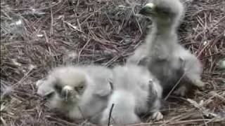 Dollywood Bald Eagle Triplets