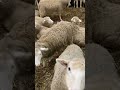 They love a good mosh pit 🐑#electronicmusic #newmusic #animal #sheep #moshpit #shorts 📹:nthoblais