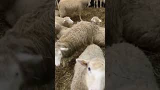 They Love A Good Mosh Pit 🐑#Electronicmusic #Newmusic #Animal #Sheep #Moshpit #Shorts 📹:Nthoblais