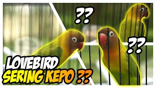 Lovebird kepo digantangan ?? Ini solusinya