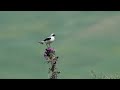 Birds of Auvergne , Massif Central, France 2019/2020