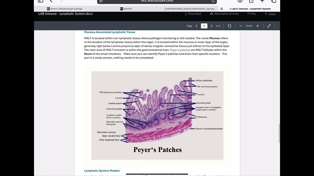 Обзор лабораторного экзамена BSC2086L-10683, часть 2.