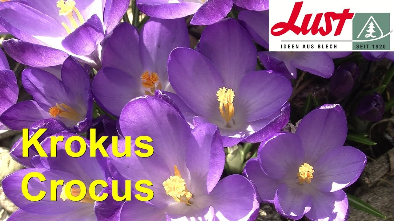 Krokus, Pflanzenportrait 🌸 Crocus chrysanthus 🌸 Safran, Herbstzeitlose