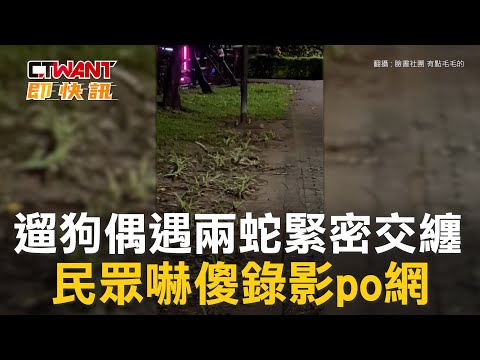 CTWANT 生活趣聞 / 遛狗偶遇兩蛇緊密交纏　民眾嚇傻錄影po網