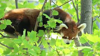 【京都市動物園 レッサーパンダ】下をのぞくミーミー