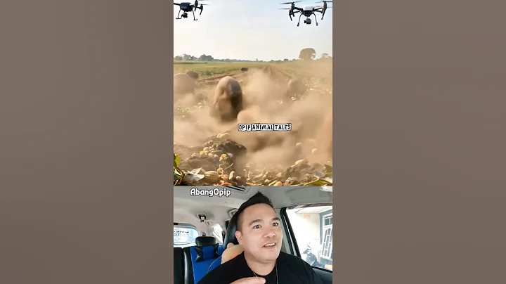 Drone to kill harmful pigs #villagelife#smartfarming #rurallife #farmingtraditions