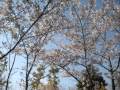 2010　桜