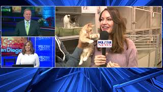 ADORABLE puppies & kitties! with Jenny Milkowski 12-19-21