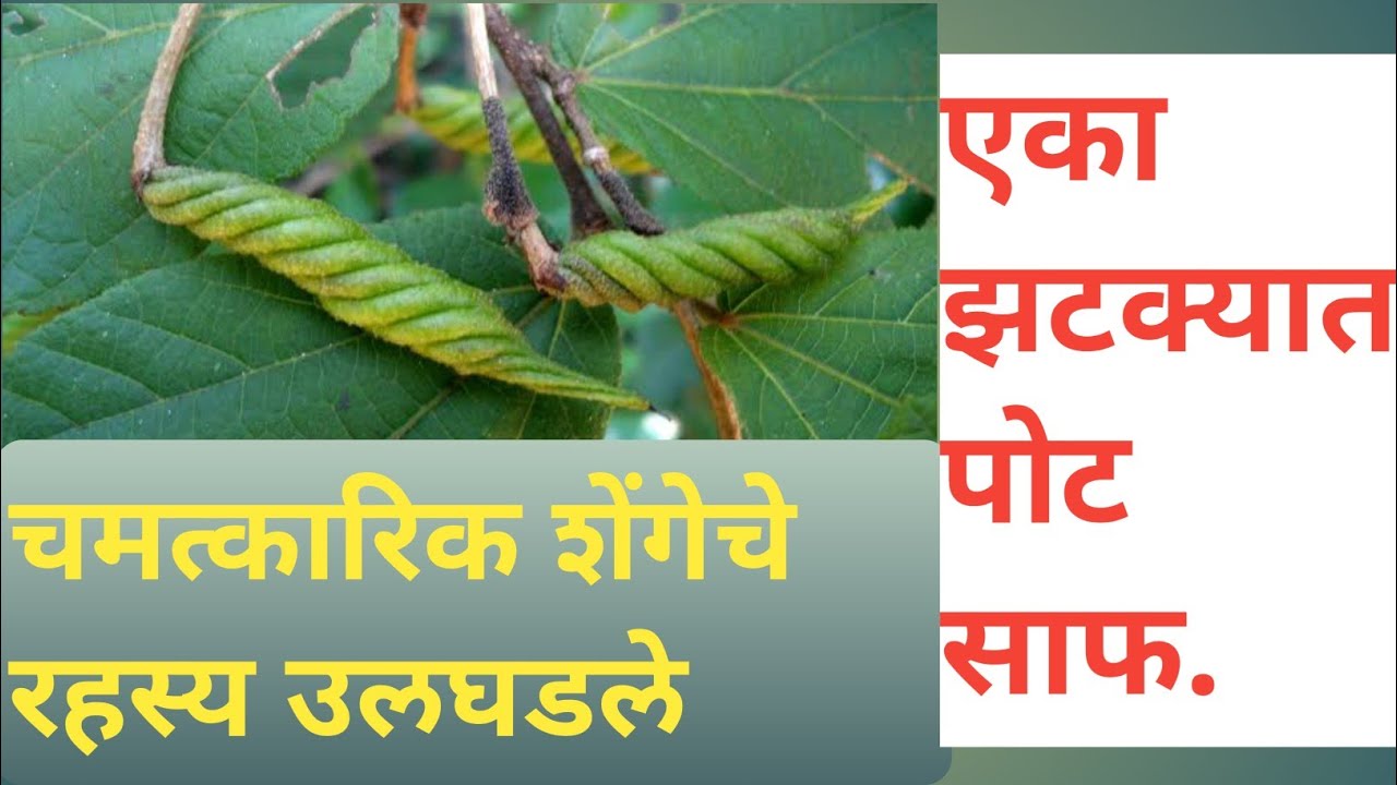 चमत्कारिक औषधी वनस्पती.मुरुडशेंग. आजीचा बटवा Medicine plant. Marathi