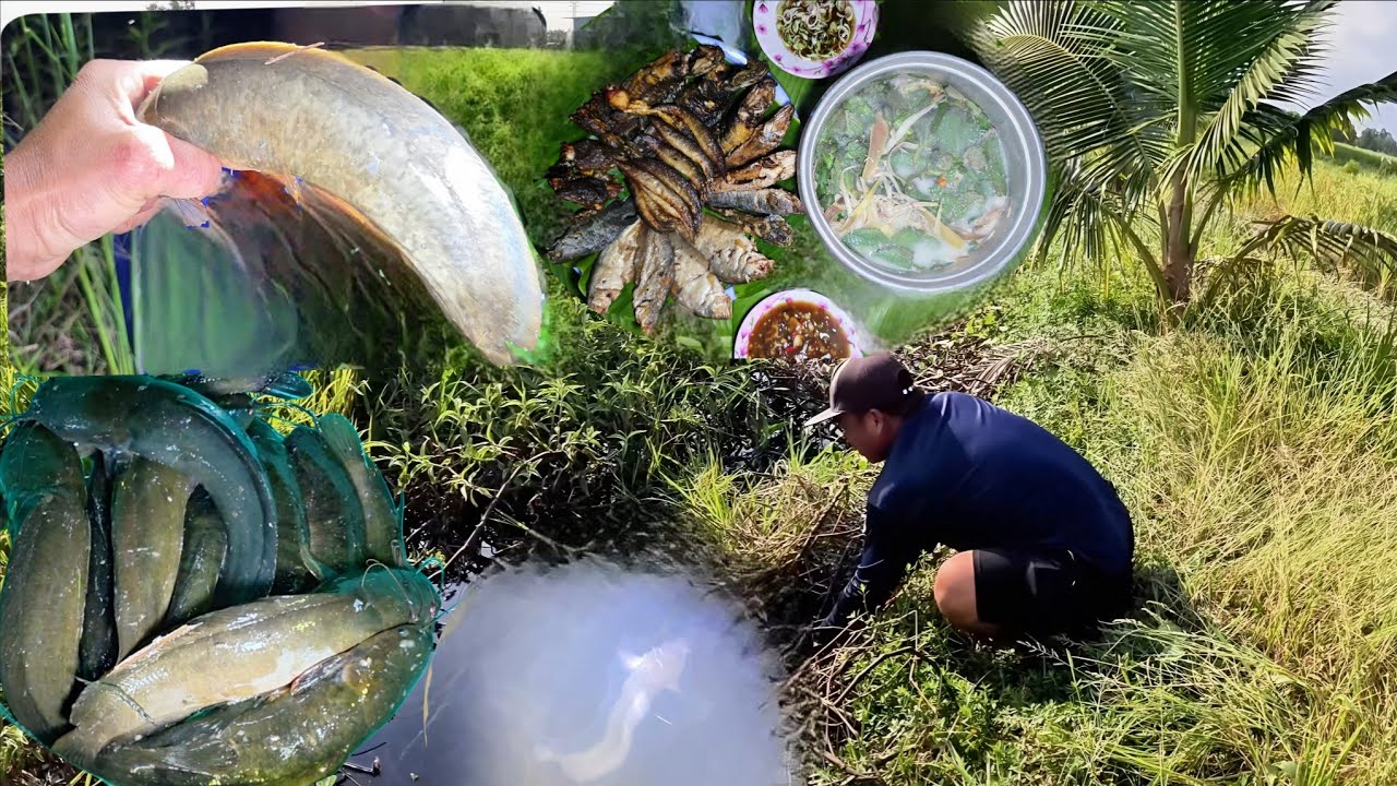 Cắm Câu Đêm Những Con Cá Trê Vàng Béo Ú Lần Lược Cắn Câu || Giang Ca SB # 98