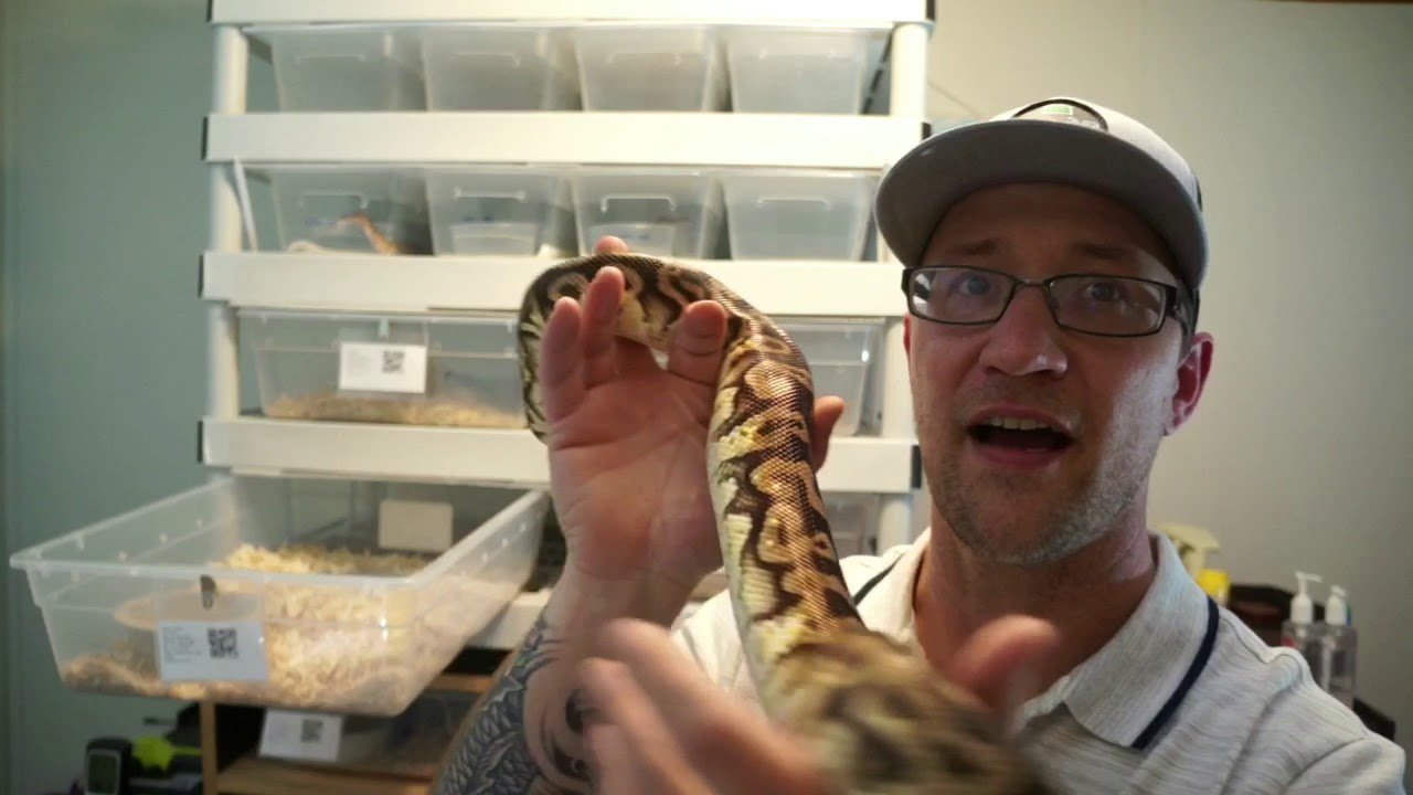 ball python breeders in ohio We’re getting close to having some eggs!!