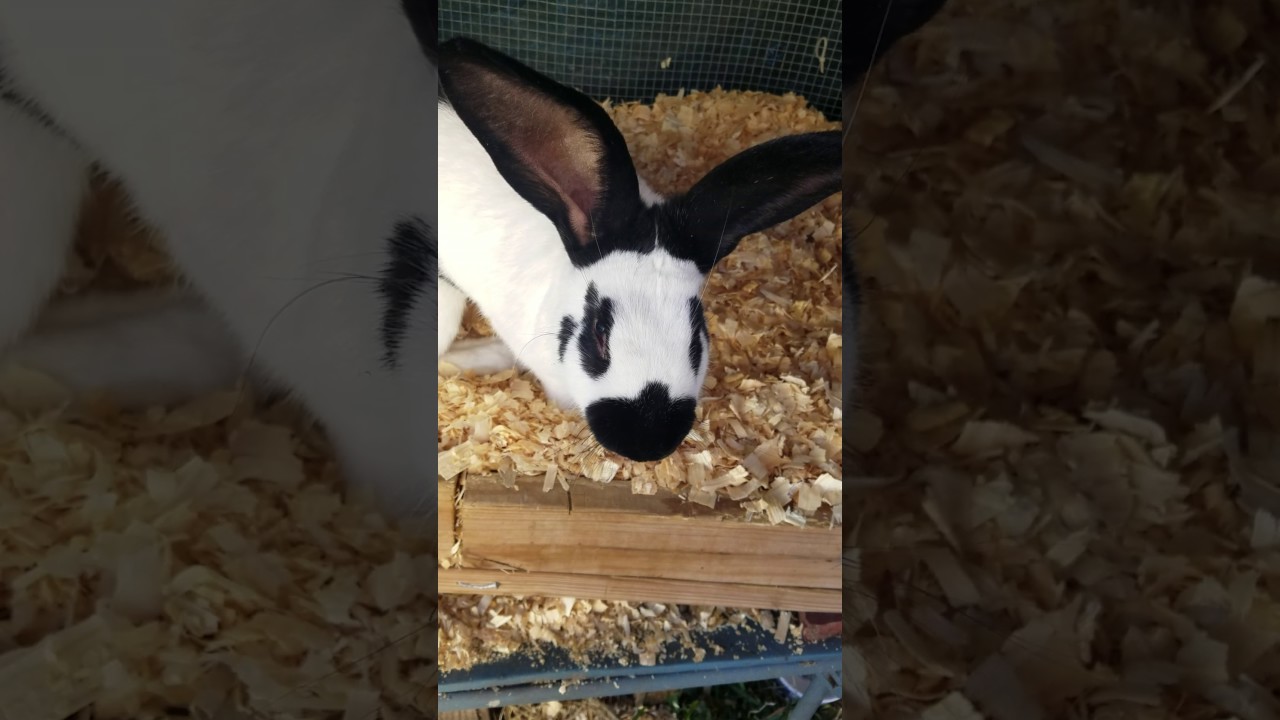 how to raise rabbits in the winter 