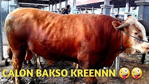 AKIBAT HUJAN DERAS KONDISI PASAR HEWAN MASBAGIK SEPERTI INI || akhir tahun 2021