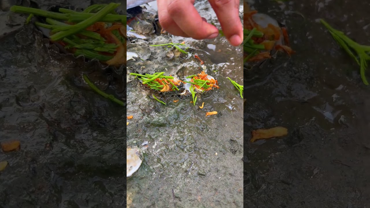 wow Oyster So Fresh And Look Delicious 