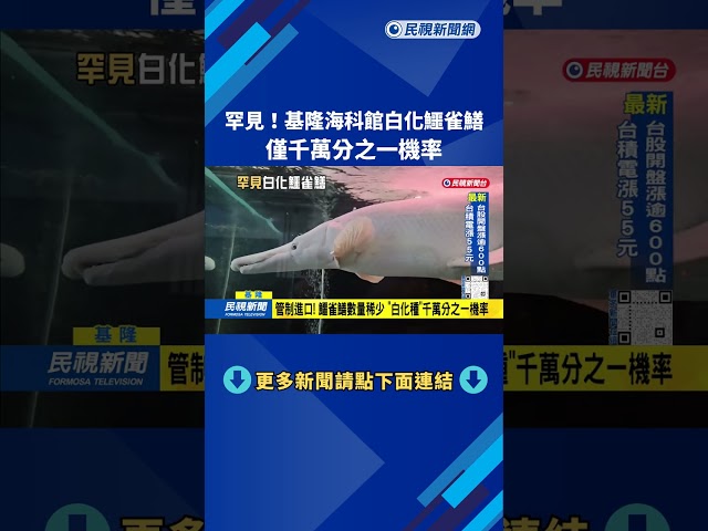 罕見！ 基隆海科館「白化鱷雀鱔」 僅千萬分之一機率－民視台語新聞