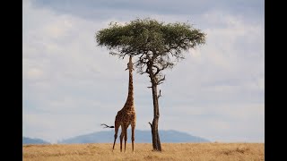 Best Wildlife Safaris & Zanzibar Excursions Prices | Book With Us now | 2022