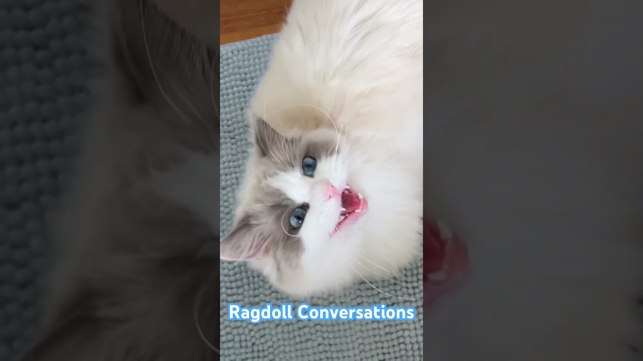 Ragdoll Cat Meowing 