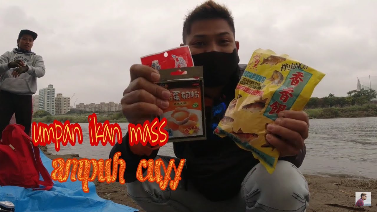 Umpan ampuh ikan mas andalan