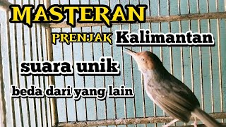 suara prenjak asli kalimantan unik dan gacor || cocok buat masteran  !!!!