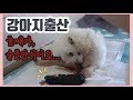 (푸들부부) 새로운생명의 탄생ㅣ강아지출산ㅣ강아지미숙아ㅣ푸들출산장면ㅣgive birth to puppy !!