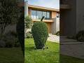 “World’s Most Satisfying Mango Topiary 🌳🥭” #shortvideo #topiaryart #ytshorts #topiary