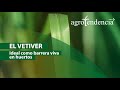 EL VETIVER | Cultivo clave para la bioconservación de suelos y aguas