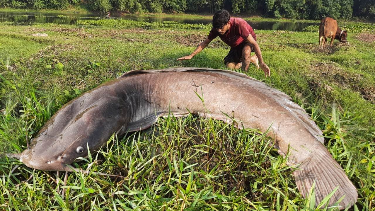 Big Fishing Video. Amazing Boy Catching Many Catfish Under Water ...