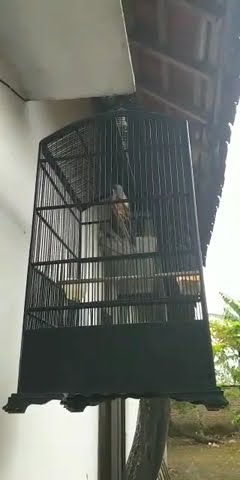 Cendet Muda || Dengan Isian Walang Kecek