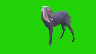 green screen goat video