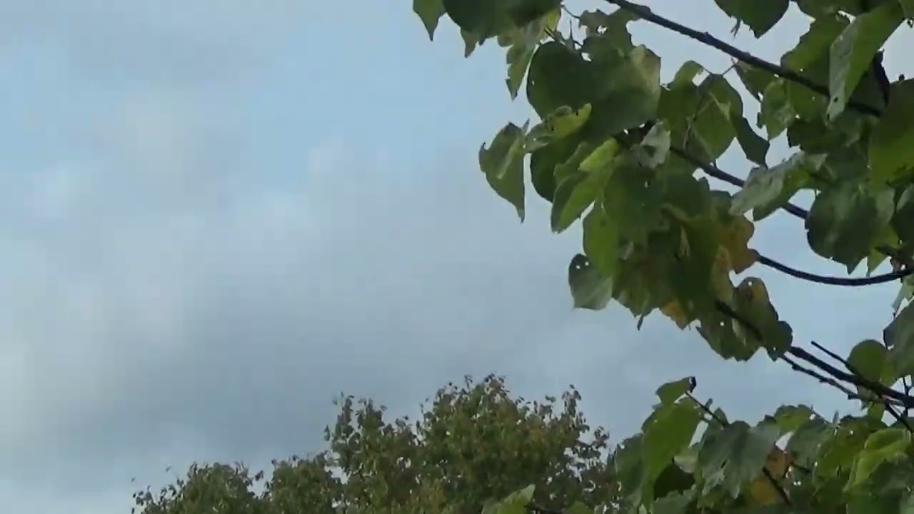 fake cell tower and them bainging on the patio window and roof