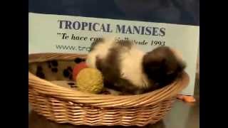 4603 Shih Tzu Hembra