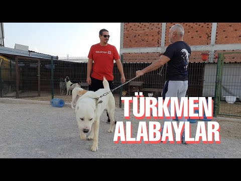 Video: Orta Asya Çobanı Nasıl Beslenir