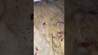 Rodent Inspection Services for Los Angeles, CA | Versa-Tech PM