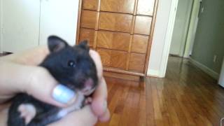Daily Hamster Health Check