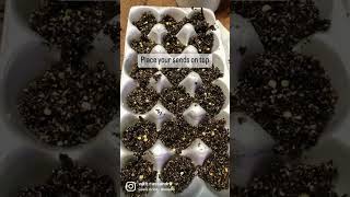 Starting seeds in an egg carton, when you are out of normal supplies..