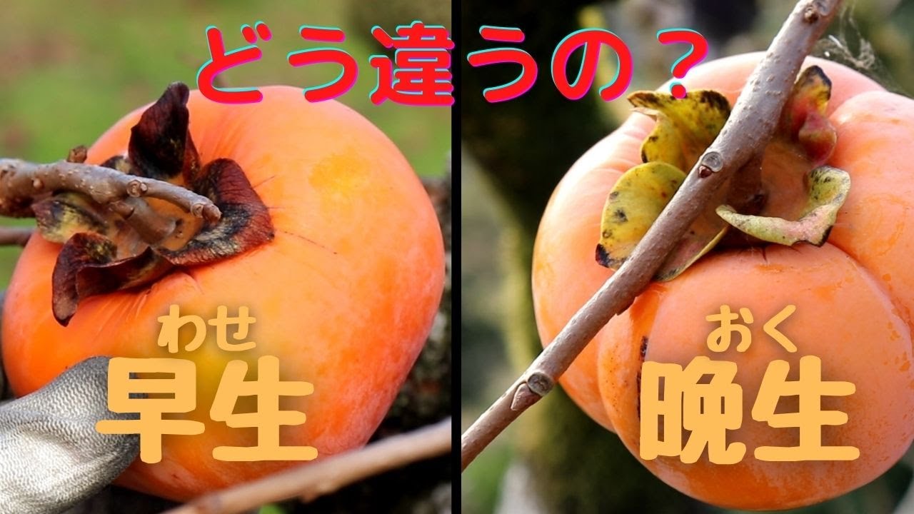 農業者向け 次郎柿の害虫被害について Youtube