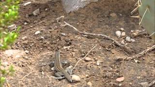 Checkered Whiptail Lizard at Hueco Tanks