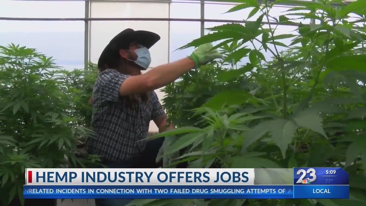 Hemp industry offers jobs YouTube